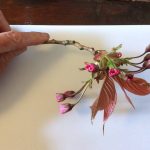 Jenny B twig