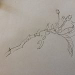 Jenny B twig drawing