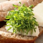 microgreens-kolendra-siewna